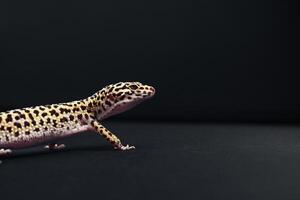 Leopard gecko exploring a dark surface in a serene indoor environment photo