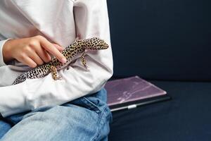 Leopard gecko rests on a child's arm while sitting on a couch at home in the afternoon photo