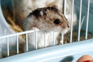 Cute pet dwarf hamster exploring its cage in a cozy indoor setting during the daytime photo