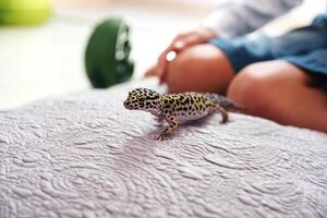 Leopard gecko explores soft surface while child interacts in a cozy indoor setting photo
