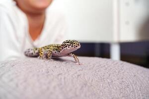 Leopard gecko exploring soft surface in a cozy indoor setting with a person nearby photo