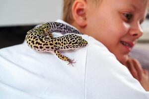 Child interacts with leopard gecko on their shoulder at home during a sunny afternoon photo