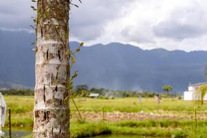 A palm tree trunk with rice fields and hills in the village as a background photo