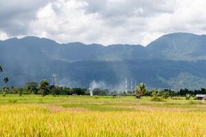 Rice fields at the foot of a hill in a village with electricity poles and telecommunications towers photo