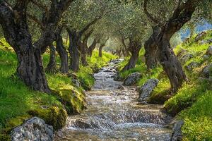A stream running through a forest of trees photo