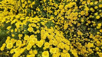 Vibrant yellow chrysanthemums in full bloom symbolize joy and longevity, perfect for autumn festivals and Thanksgiving celebrations video