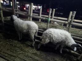 1 Sheep in the stable eating photo