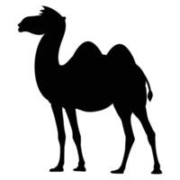 A bold black silhouette of a camel with two humps, standing in profile on a white background. Minimalist and striking desert animal illustration vector