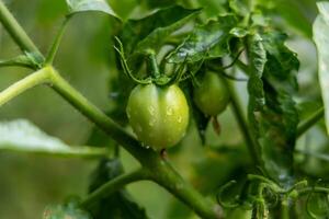 Close-up of a vibrant green tomato growing on a vine photo