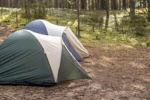 Two brightly colored camping tents are set up in a tranquil forest clearing, surrounded by tall trees and soft underbrush during morning photo