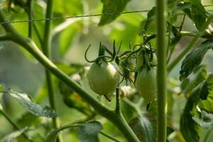 A close-up view of a green tomato ripening on the vine photo