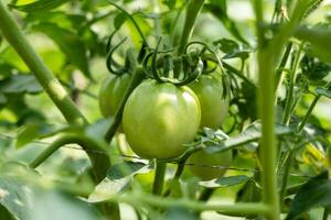Fresh Green Tomatoes Growing on the Vine photo