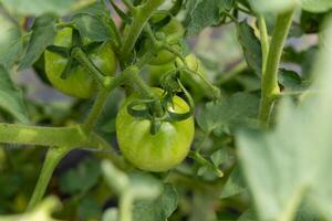 Green Tomatoes on the Vine photo