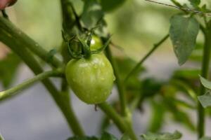 Close-up view of vibrant green tomatoes ripening on a vine. photo