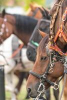 several tethered horses resting at an equestrian event, profile of a brown horses wearing a bridle. photo