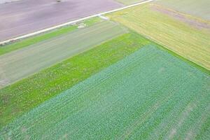 abstract patterns of agricultural fields from a high angle. crops in springtime photo