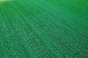 agricultural field of potato cultivation seen from a drone, textured background for the concept of agriculture photo