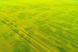 Drone shot for agriculture business. Rapeseed field seen from above. Blooming canola during spring season. Drone shot for agriculture business. Yellow pattern photo