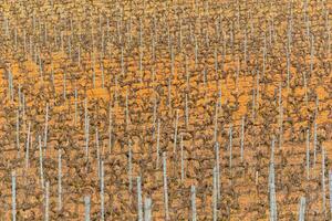 agricultural geometry, patterns of vines in winter landscape, background and texture for viticulture concept photo