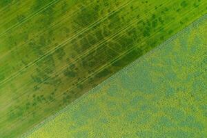 drone aerial directly above view of some fields of rapeseed and cereal crops photo