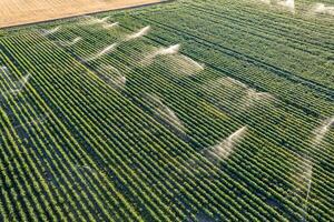 drone aerial view of a summer potato crop field irrigated with sprinklers system, agricultural background texture concept photo