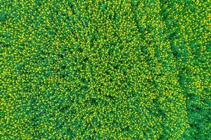 Blooming canola field from drone top down view, aerial image. Agriculture concept background photo
