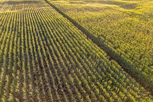 green and brown pattern of a corn field from above, pattern of green corn rows in a field. photo