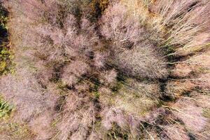 zenith drone aerial view of the canopy trees of a deciduous forest in winter photo
