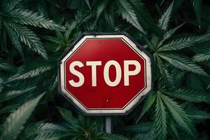 A stop sign surrounded by marijuana plants, with the sign prominently displaying the word stop in white letters photo