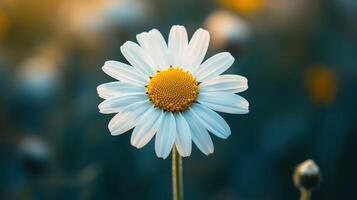 High-resolution Close-Up of a Chamomile Flower Showcasing Delicate Petals and Vibrant Center in Natural Light photo