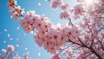Cherry Blossoms Bloom in Vibrant Spring Sunlight, Creating a Breathtaking Display of Nature's Beauty photo