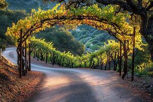 Sunlit Vineyard Road with Grapevine Archway. photo