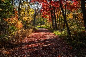 Autumn Path Through Colorful Forest Canopy. A picturesque trail lined with vibrant fall foliage. photo