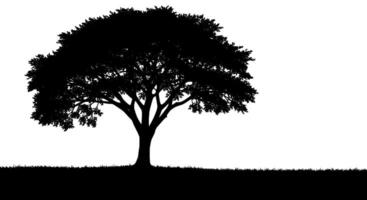 Single Deciduous Tree vector