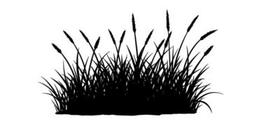Silhouette of Tall Grass with Seed Heads vector