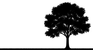 Isolated Deciduous Tree Silhouette vector