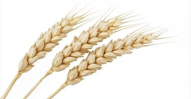Wheat ear isolated on white background with clipping path, hight detailed upscaled image photo