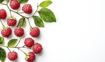 Raspberry twigs with green leaves, top view with copy space on white background photo