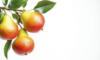 Pears on branch with leaves isolated on white background with copy space photo