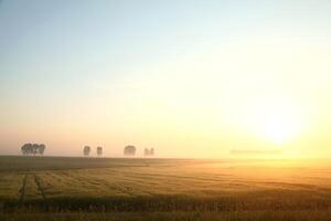Sunrise over the field. June, Poland photo