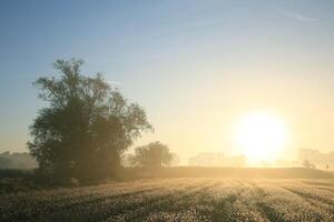 Silhouette of trees in a field at dawn photo