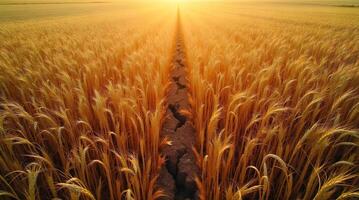 A vast, field of withered crops is bisected by deep cracks in the parched earth under a strong, setting or rising sun photo