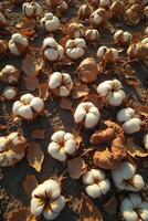 top-down view shows harvested cotton bolls scattered across dry, cracked earth, with remnants of stems and leaves photo