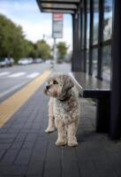 A fluffy, light-gray Tibetan Terrier with a red collar stands patiently at a bus stop on a paved sidewalk photo
