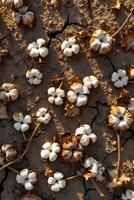 A top-down view shows harvested cotton bolls scattered across dry, cracked earth, with remnants of stems and leaves photo