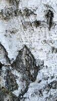 The birch bark texture or background. Macro shot is made by means of stacking technology trunk. Texture made of birch tree bark. Beautiful birch trunk background. photo