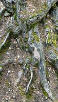 The roots of the tree are above the ground photo