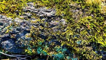 a close up of moss growing on a rock photo