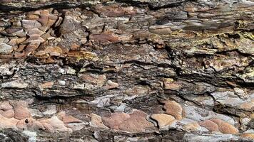 Pine bark with veins. Textured background photo