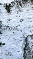 a close up of the bark of a birch tree photo